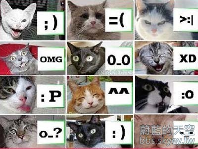 貓咪MSN表情.jpg